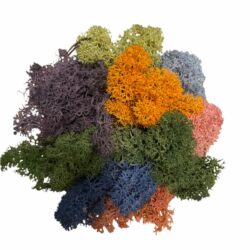 Rensdyrmos - skønne farver i præserveret mos
